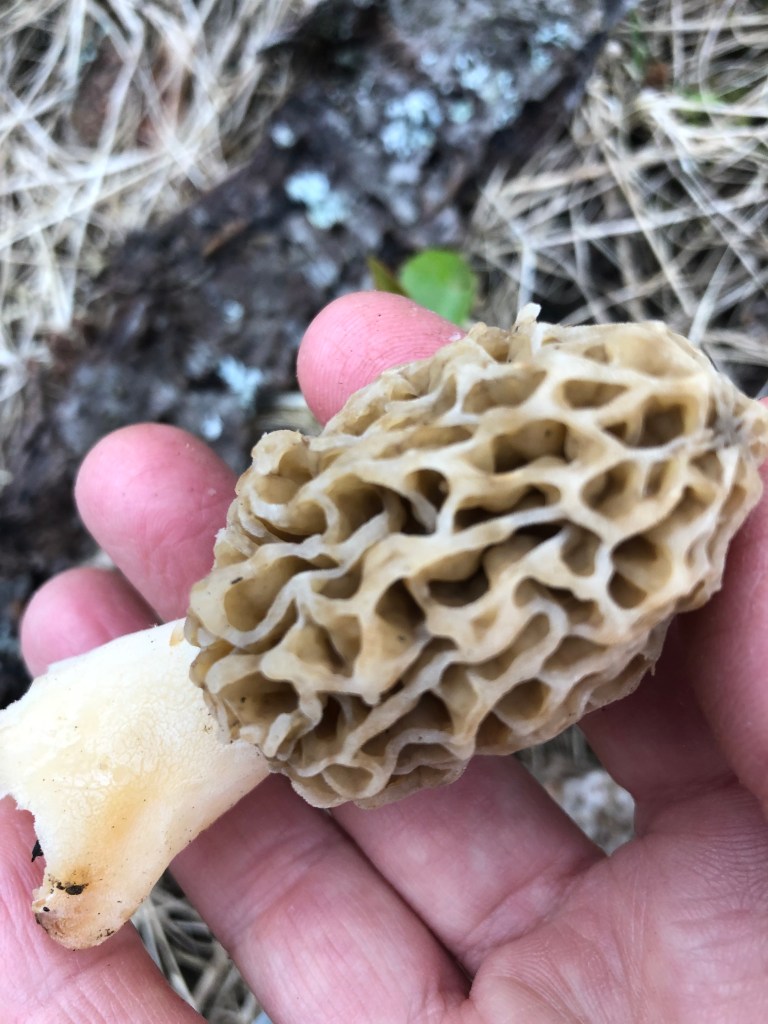 Morel mushroom