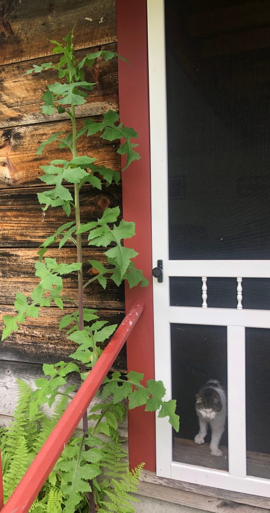 Wild Lettuce Avalon Studio Green with Bree in the doorway