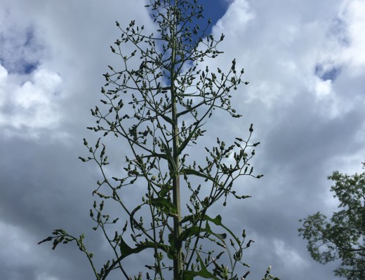 Wild Lettuce under the sky